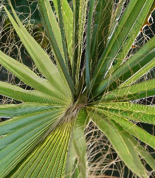 Washingtonia filifera 3lit.